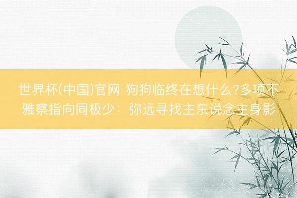 世界杯(中国)官网 狗狗临终在想什么?多项不雅察指向同极少:弥远寻找主东说念主身影