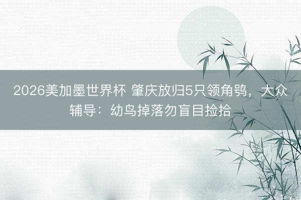 2026美加墨世界杯 肇庆放归5只领角鸮，大众辅导：幼鸟掉落勿盲目捡拾
